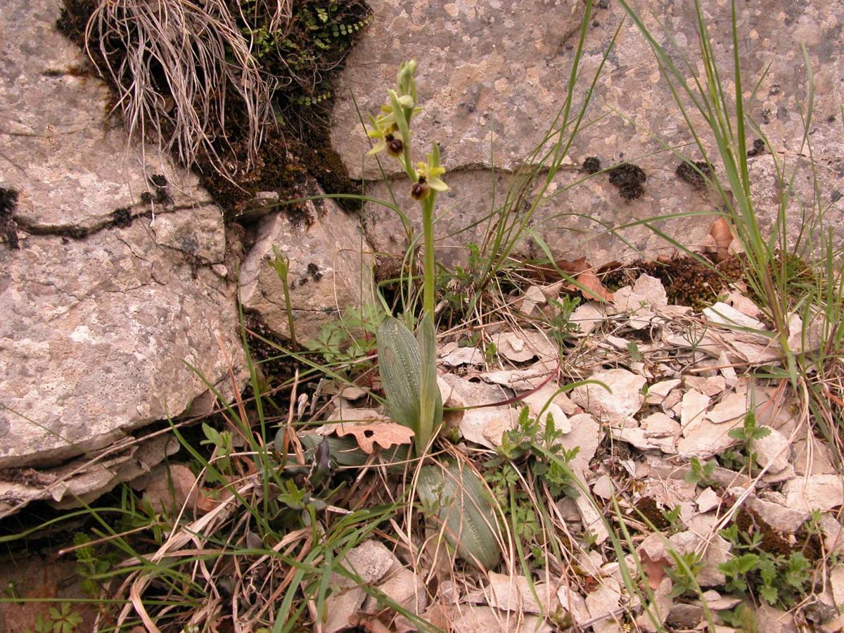 Orchid, Early Spider plant